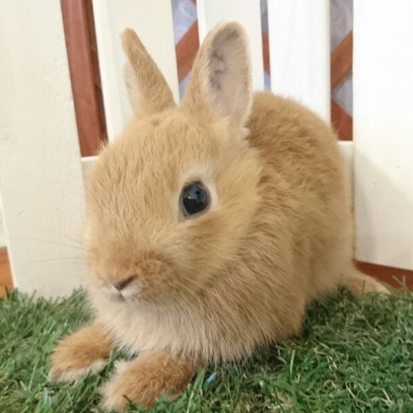 ネザーランドドワーフ　オレンジ（ＶＪ）