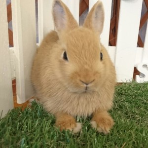 ネザーランドドワーフ　オレンジ（ＶＪ）