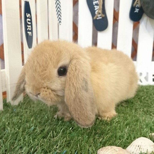 ホーランドロップ　オレンジ（Ｖ２）