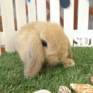 ホーランドロップ　オレンジ（Ｖ２）