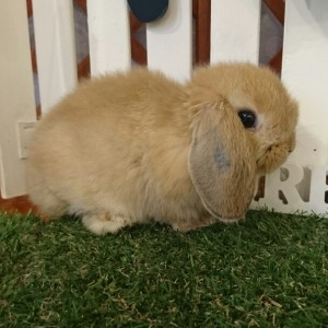 ホーランドロップ　オレンジ（Ｖ２）