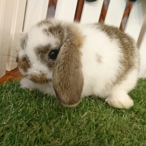 ホーランドロップ　ブロークンチェスナット（Ｋ９９）