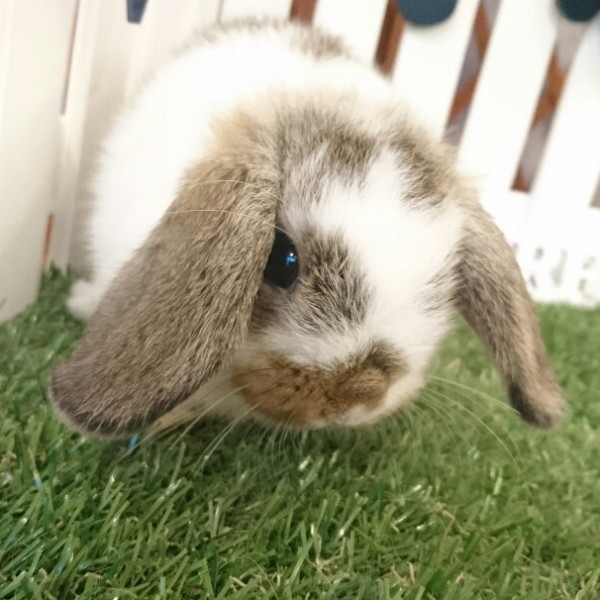 ホーランドロップ　ブロークンチェスナット（Ｋ９９）