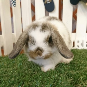 ホーランドロップ　ブロークンチェスナット（Ｋ９９）