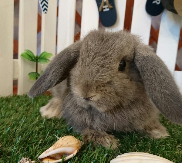 ホーランドロップ　オパール（４Ｈ２）