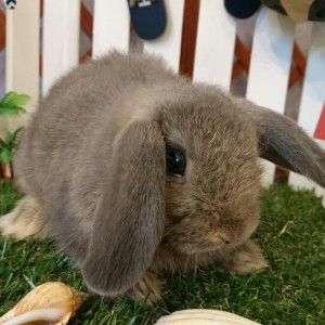 ホーランドロップ　オパール（４Ｈ２）