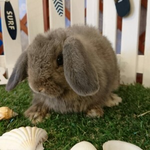 ホーランドロップ　オパール（４Ｈ２）