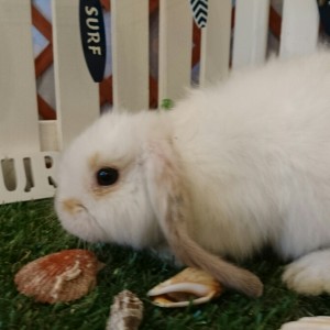 ホーランドロップ　ブロークンオレンジ（３ＧＦ）