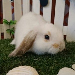 ホーランドロップ　ブロークンオレンジ（３ＧＦ）