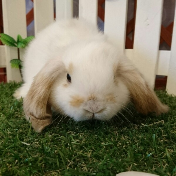 ホーランドロップ　ブロークンオレンジ（３ＧＦ）