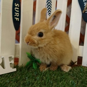 ネザーランドドワーフ　オレンジ（３Ｍ）