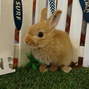 ネザーランドドワーフ　オレンジ（３Ｍ）