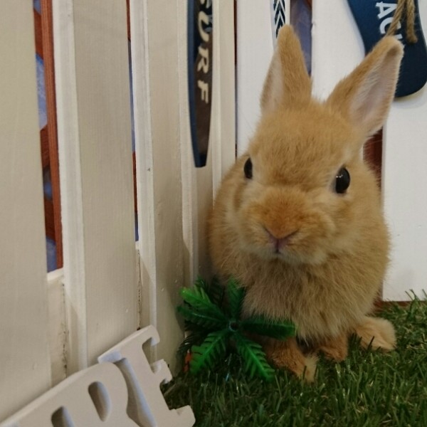 ネザーランドドワーフ　オレンジ（３Ｍ）