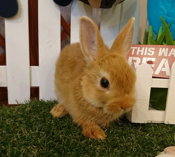 ネザーランドドワーフ　オレンジ（ＳＱ）