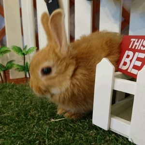 ネザーランドドワーフ　オレンジ（ＳＱ）