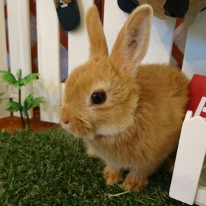 ネザーランドドワーフ　オレンジ（ＳＱ）