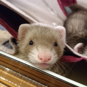 バタースコッチ　男の子