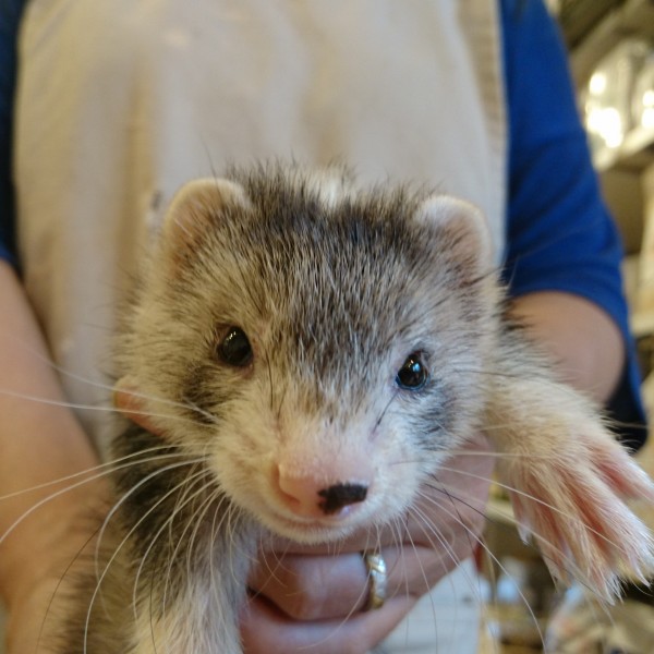 シルバーミット　女の子