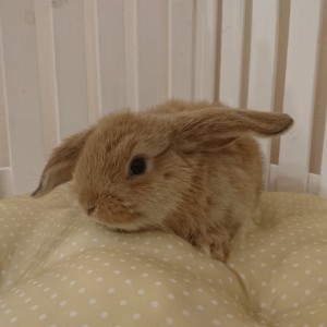 ホーランドロップ　オレンジ（４S2）