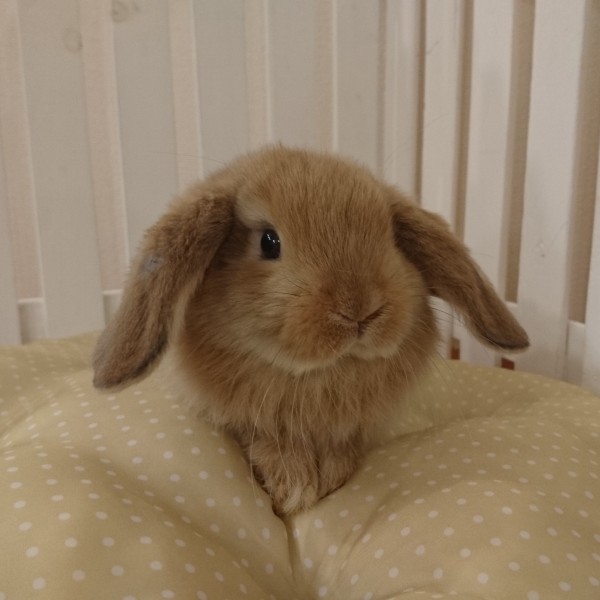 ホーランドロップ　オレンジ（４S2）