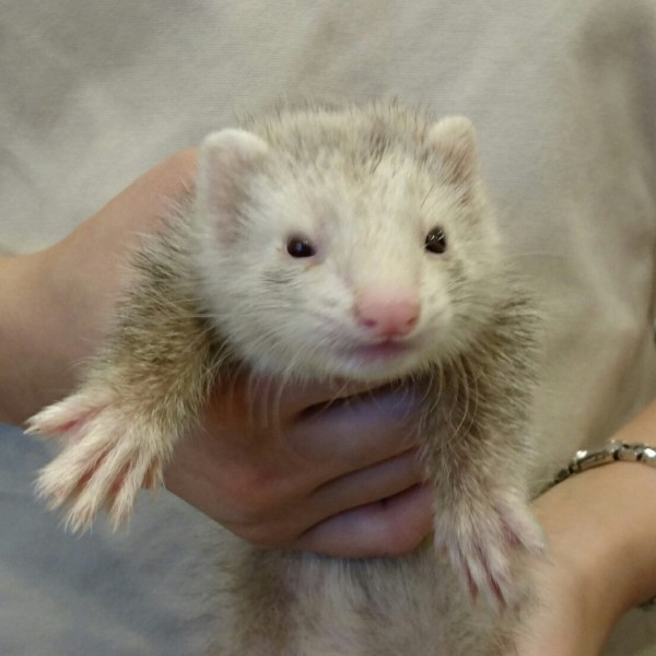 シルバーミット　女の子