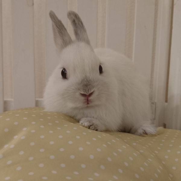 ネザーランドドワーフ　フロスティ（WY）