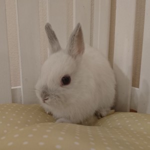 ネザーランドドワーフ　フロスティ（WY）