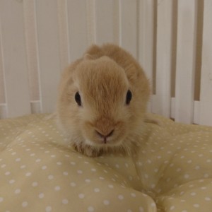 ネザーランドドワーフ　オレンジ（ＸＴ）