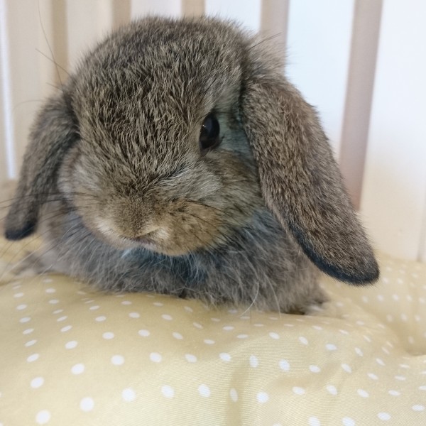 ホーランドロップ　チェスナット（V28)