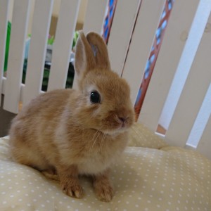 ネザーランドドワーフ　オレンジ（ZD)