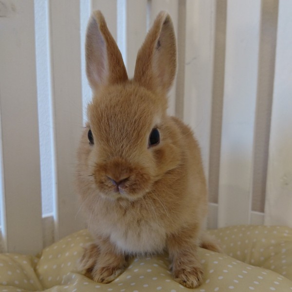 ネザーランドドワーフ　オレンジ（ZD)