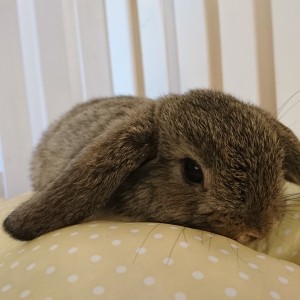 ホーランドロップ　チェスナット（V28)