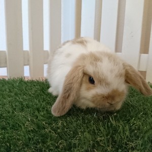 ホーランドロップ　ブロークンリンクス（4Ｕ7）