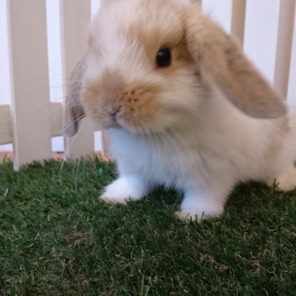 ホーランドロップ　ブロークンリンクス（4Ｕ7）