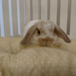 ホーランドロップ　ブロークンリンクス（4Ｕ7）