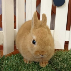 ネザーランドドワーフ　オレンジ（ＳＺ）