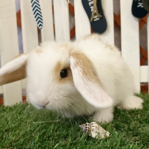 ホーランドロップ　ブロークンオレンジ（Ｌ9）