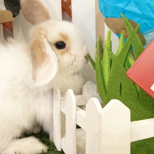 ホーランドロップ　ブロークンオレンジ（Ｌ9）