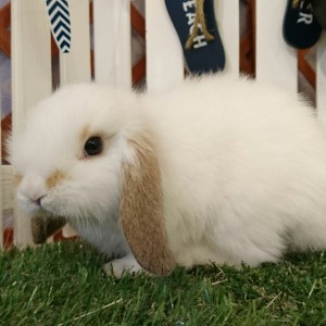 ホーランドロップ　ブロークンオレンジ（Ｖ12）