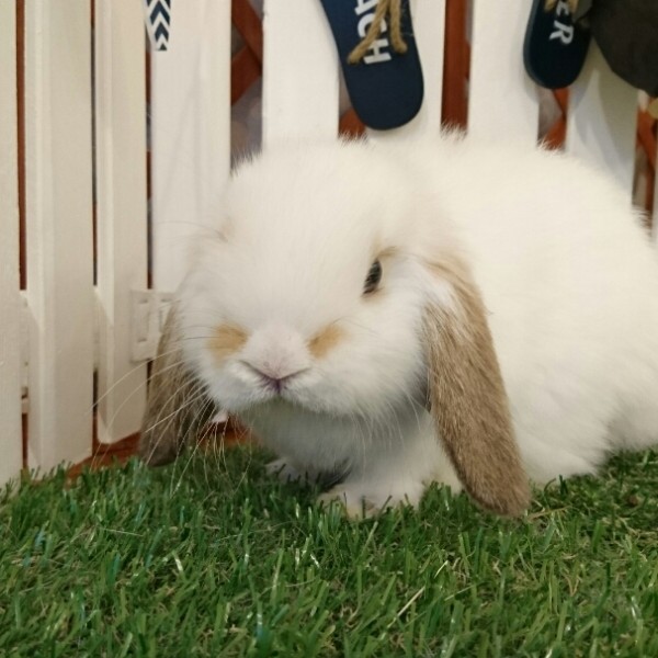 ホーランドロップ　ブロークンオレンジ（Ｖ12）