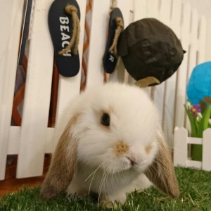 ホーランドロップ　ブロークンオレンジ（Ｖ12）