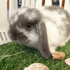 ホーランドロップ　ブロークンブルー（Ｌ25）