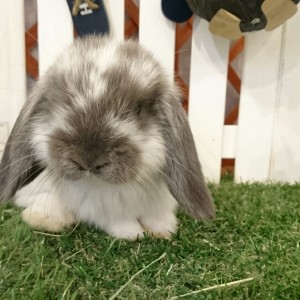 ホーランドロップ　ブロークンブルー（Ｌ25）