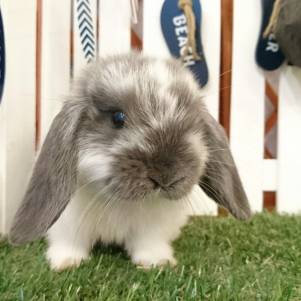 ホーランドロップ　ブロークンブルー（Ｌ25）