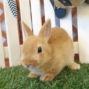 ネザーランドドワーフ　オレンジ（TD)