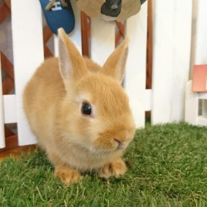 ネザーランドドワーフ　オレンジ（TD)