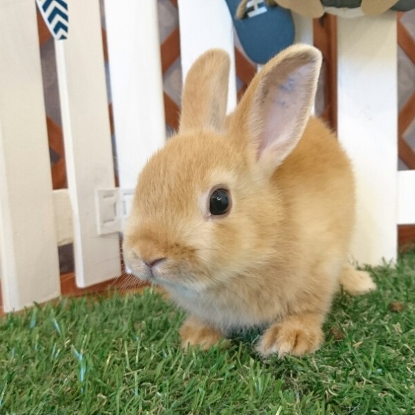 ネザーランドドワーフ　オレンジ（TD)