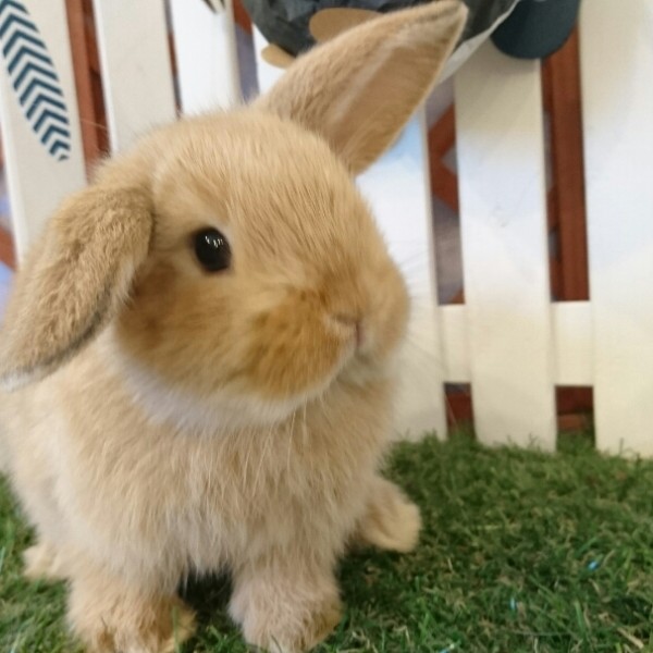 ホーランドロップ　オレンジ（4Q6)