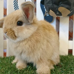 ホーランドロップ　オレンジ（4Q6)