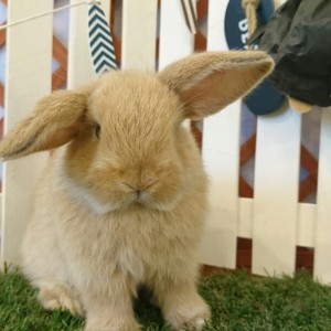 ホーランドロップ　オレンジ（4Q6)